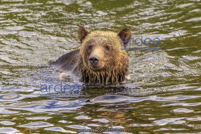 : A grizzly bear (Ursus arctos) swimming in a river : A grizzly bear (Ursus arctos) swimming in a river