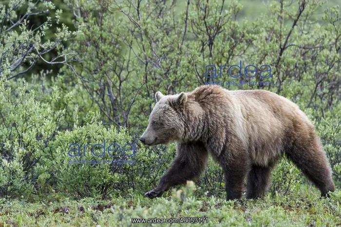 : Grizzly Bear (Ursus arctos) walking through subalpine : Grizzly Bear (Ursus arctos) walking through subalpine