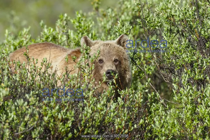 : Grizzly Bear (Ursus arctos) in willows. Banff National : Grizzly Bear (Ursus arctos) in willows. Banff National