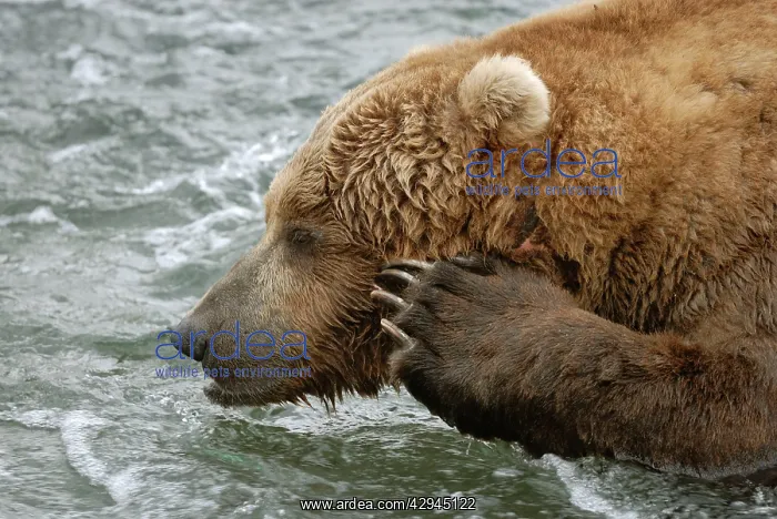 : Grizzly Bear - waiting to catch salmon from river : Grizzly Bear - waiting to catch salmon from river