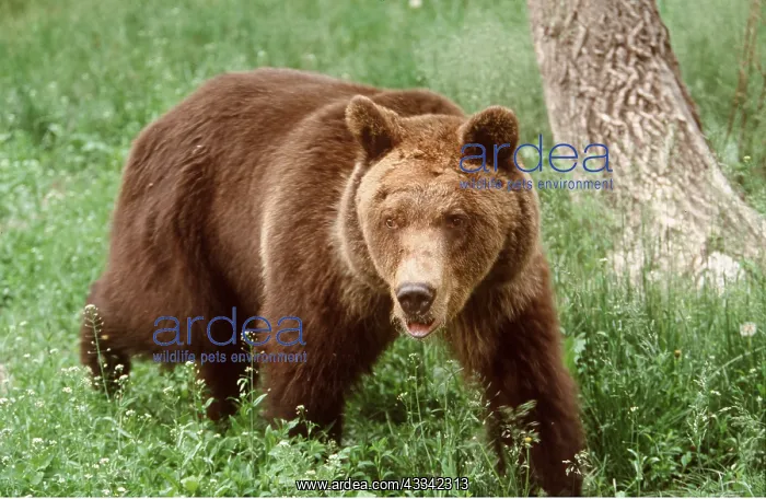 : GRIZZLY BEAR - WALKING : GRIZZLY BEAR - WALKING