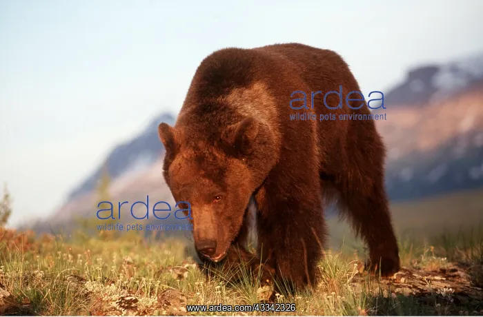 : GRIZZLY BEAR walking : GRIZZLY BEAR walking