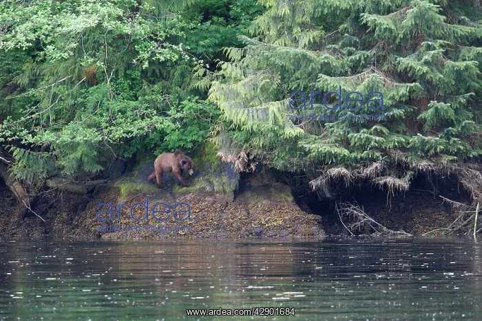 : Grizzly Bear - walking by estuary : Grizzly Bear - walking by estuary