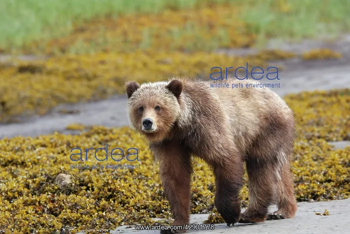 : Grizzly Bear - walking by estuary : Grizzly Bear - walking by estuary