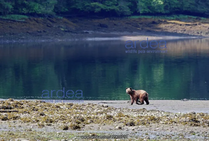 : Grizzly Bear - walking along estuary beach : Grizzly Bear - walking along estuary beach