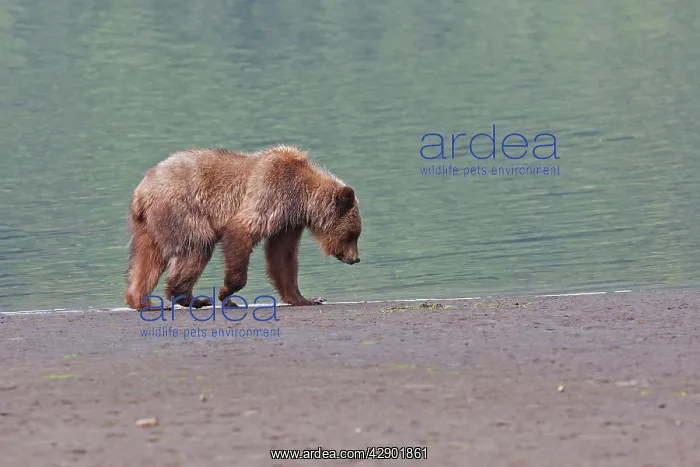 : Grizzly Bear - walking along estuary beach : Grizzly Bear - walking along estuary beach