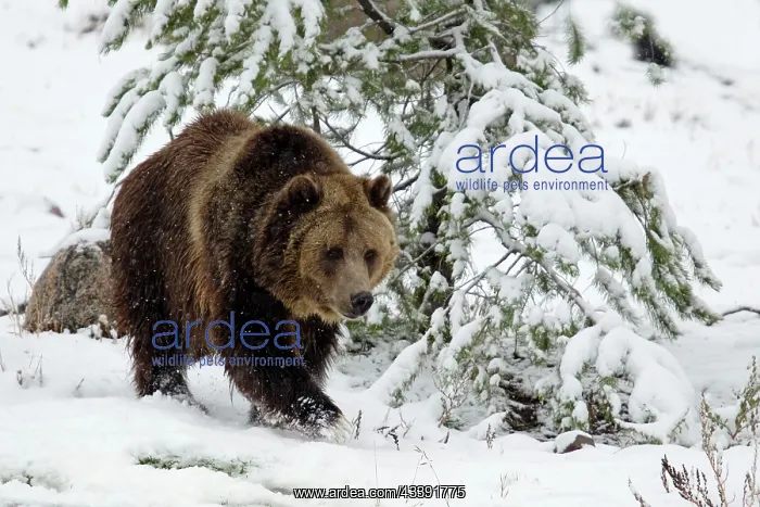 : Grizzly Bear walking in snow : Grizzly Bear walking in snow