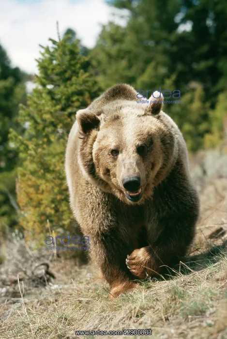 : GRIZZLY BEAR - WALKS TO CAMERA : GRIZZLY BEAR - WALKS TO CAMERA