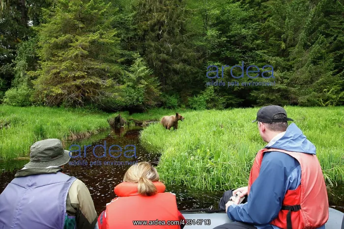 : Grizzly Bear - at water's edge being watched by : Grizzly Bear - at water's edge being watched by