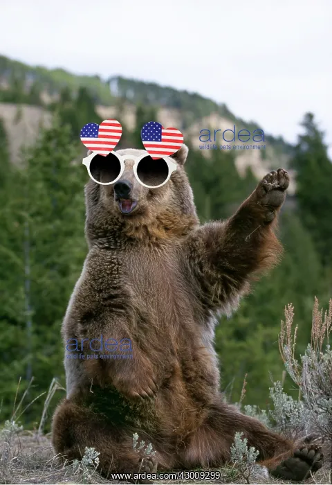 : GRIZZLY BEAR wearing American heart-shaped glasses : GRIZZLY BEAR wearing American heart-shaped glasses