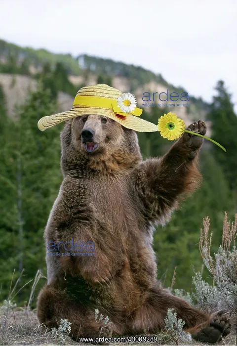 : GRIZZLY BEAR, wearing Easter bonnet holding flower : GRIZZLY BEAR, wearing Easter bonnet holding flower