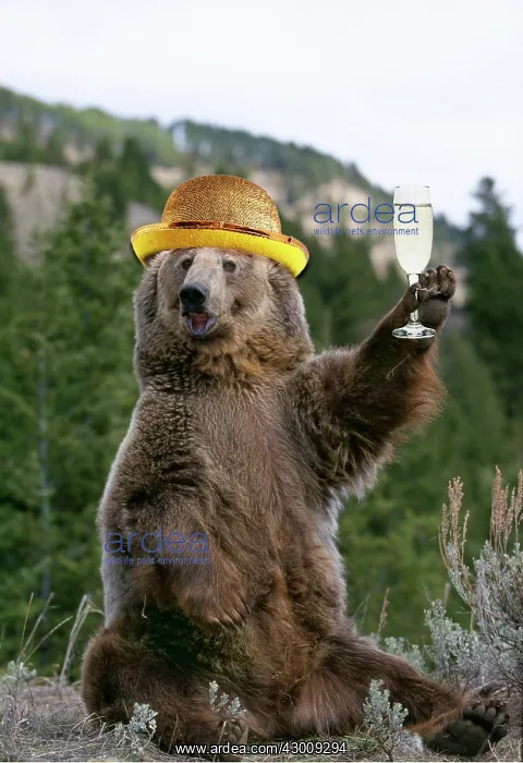 : GRIZZLY BEAR wearing gold bowler hat holding : GRIZZLY BEAR wearing gold bowler hat holding