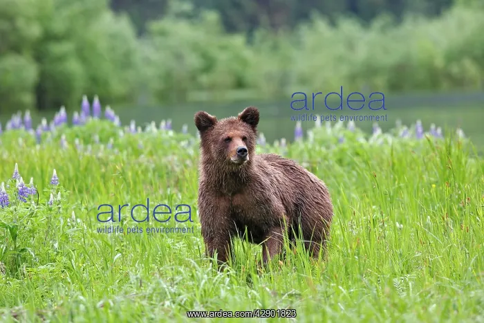 : Grizzly Bear - wet - by estuary : Grizzly Bear - wet - by estuary