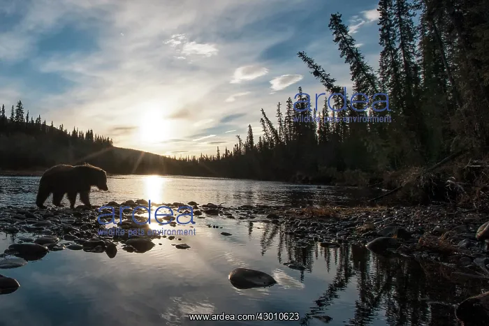 : Grizzly Bear young at river looking for salmon Yukon, Canada : Grizzly Bear young at river looking for salmon Yukon, Canada