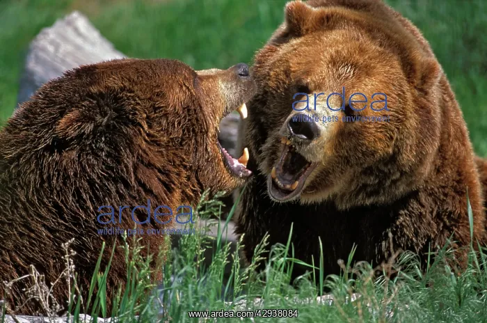 : Two Grizzly Bears, growling, showing agression : Two Grizzly Bears, growling, showing agression