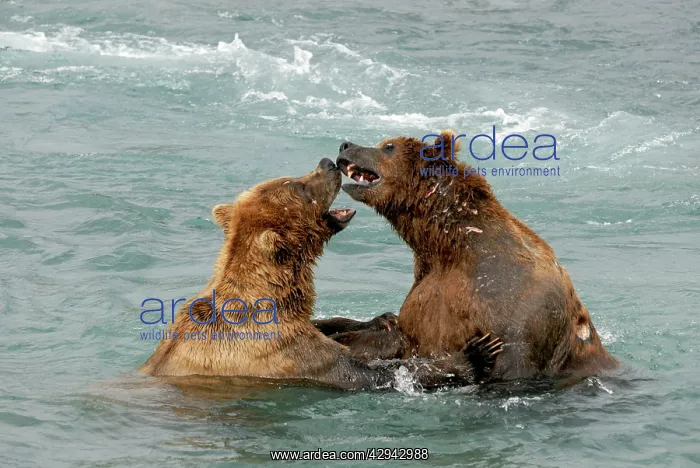 : Grizzly Bears - playing in river : Grizzly Bears - playing in river