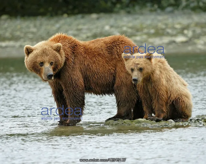 : Grizzly Bears - by river : Grizzly Bears - by river