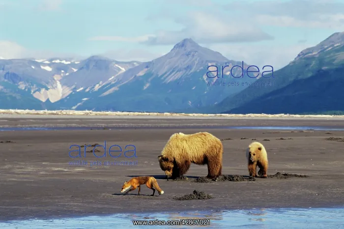 : Grizzly Bears - Sow with yearling cub -digging : Grizzly Bears - Sow with yearling cub -digging