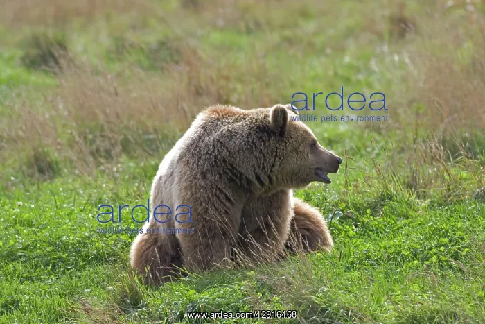 : Grizzly Brown Bear : Grizzly Brown Bear