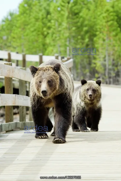 : Grizzly (Brown) Bear : Grizzly (Brown) Bear