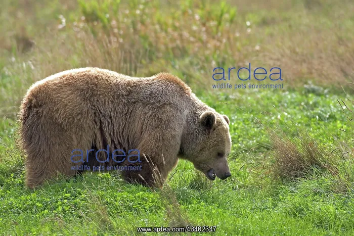 : Grizzly Brown Bear : Grizzly Brown Bear