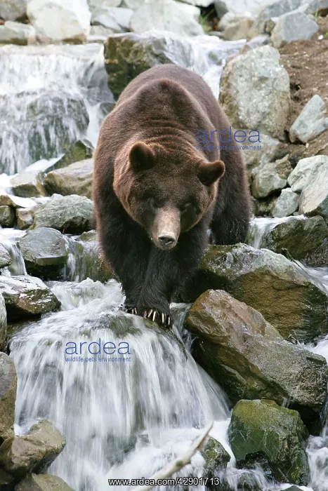 : Grizzly Brown Bear - crossing stream : Grizzly Brown Bear - crossing stream