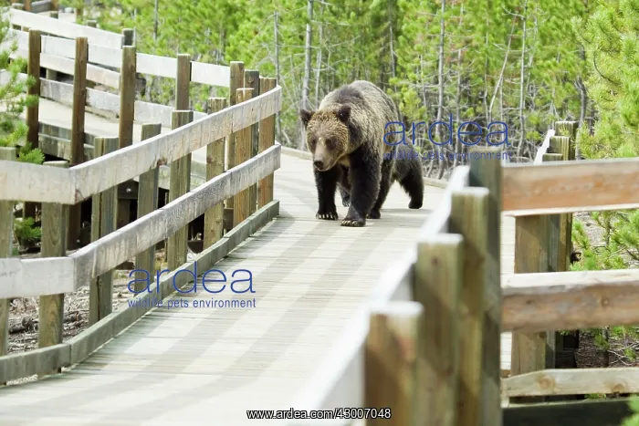 : Grizzly (Brown) Bear walking along boardwalk : Grizzly (Brown) Bear walking along boardwalk