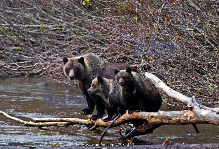 : Grizzly mother - with 9 month old twin cubs walking log : Grizzly mother - with 9 month old twin cubs walking log