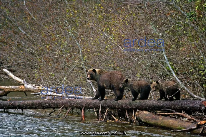 : Grizzly mother - with twin cubs walking log : Grizzly mother - with twin cubs walking log