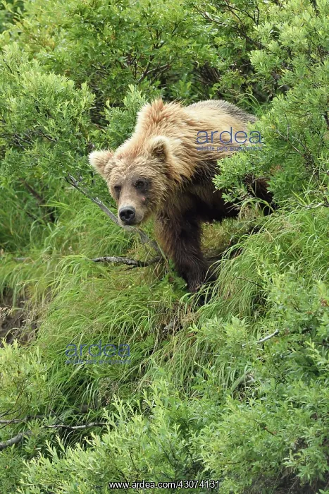 : Grizzly (Ursus arctos horribilis ) on bank, Junction : Grizzly (Ursus arctos horribilis ) on bank, Junction