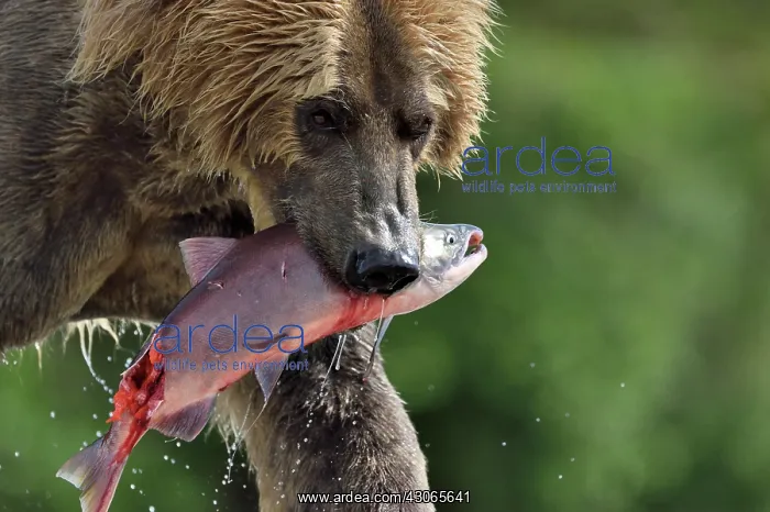 : Grizzly (Ursus arctos horribilis) catching a salmon : Grizzly (Ursus arctos horribilis) catching a salmon