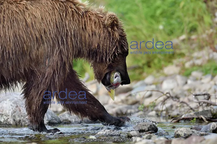 : Grizzly (Ursus arctos horribilis) catching a salmon : Grizzly (Ursus arctos horribilis) catching a salmon