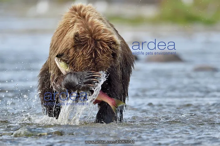 : Grizzly (Ursus arctos horribilis) catching a salmon : Grizzly (Ursus arctos horribilis) catching a salmon