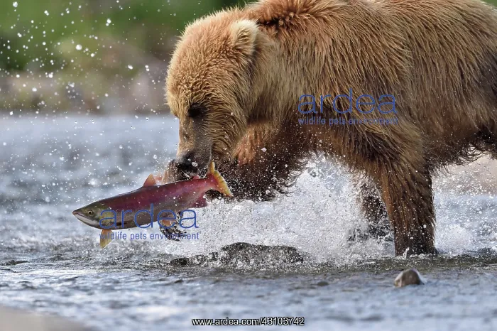 : Grizzly (Ursus arctos horribilis) catching a salmon : Grizzly (Ursus arctos horribilis) catching a salmon