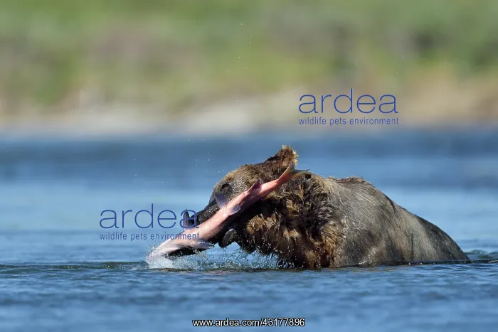 : Grizzly (Ursus arctos horribilis) catching a salmon : Grizzly (Ursus arctos horribilis) catching a salmon