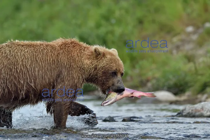  : Grizzly (Ursus arctos horribilis) catching a salmon