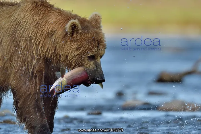  : Grizzly (Ursus arctos horribilis) catching a salmon