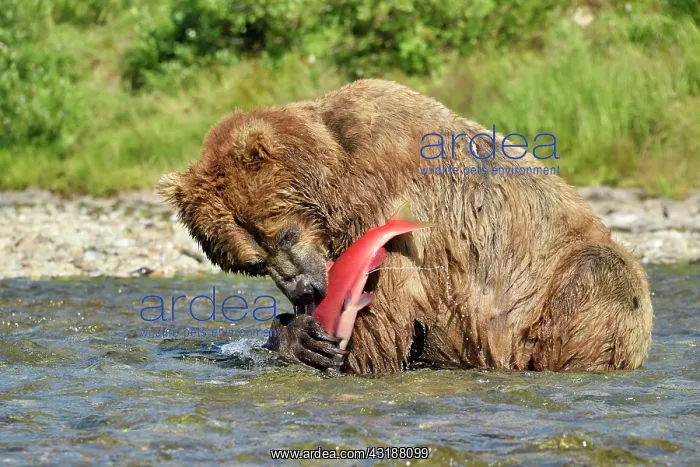 : Grizzly (Ursus arctos horribilis) catching a salmon : Grizzly (Ursus arctos horribilis) catching a salmon