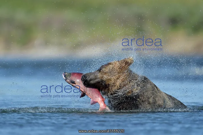 : Grizzly (Ursus arctos horribilis) catching a salmon : Grizzly (Ursus arctos horribilis) catching a salmon
