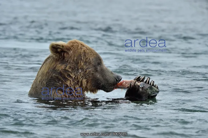 : Grizzly (Ursus arctos horribilis) eating a salmon : Grizzly (Ursus arctos horribilis) eating a salmon