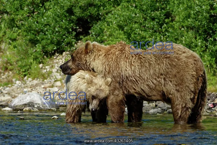 : Grizzly (Ursus arctos horribilis ) female and young : Grizzly (Ursus arctos horribilis ) female and young