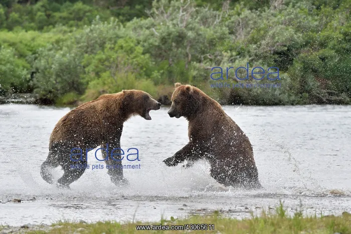 : Grizzly (Ursus arctos horribilis ) fighting, Junction : Grizzly (Ursus arctos horribilis ) fighting, Junction