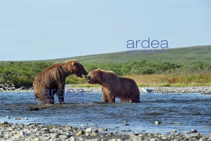 : Grizzly (Ursus arctos horribilis ) fighting, Junction : Grizzly (Ursus arctos horribilis ) fighting, Junction