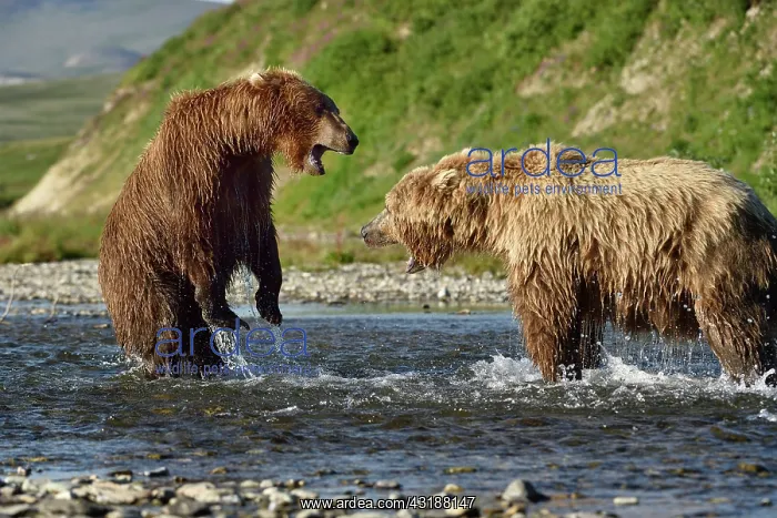 : Grizzly (Ursus arctos horribilis ) fighting, Junction : Grizzly (Ursus arctos horribilis ) fighting, Junction