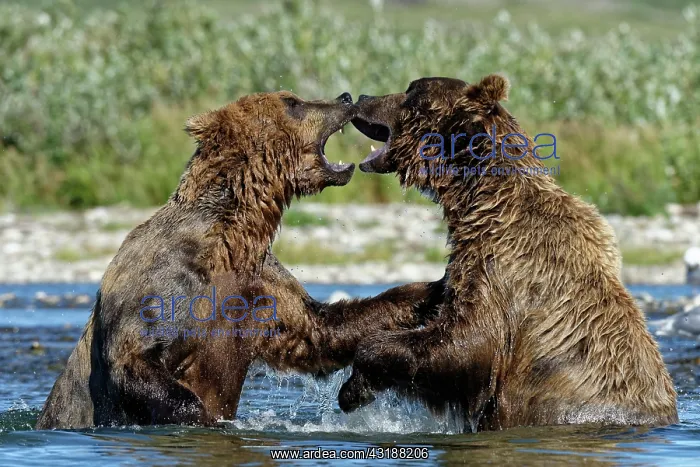 : Grizzly (Ursus arctos horribilis ) fighting, Junction : Grizzly (Ursus arctos horribilis ) fighting, Junction