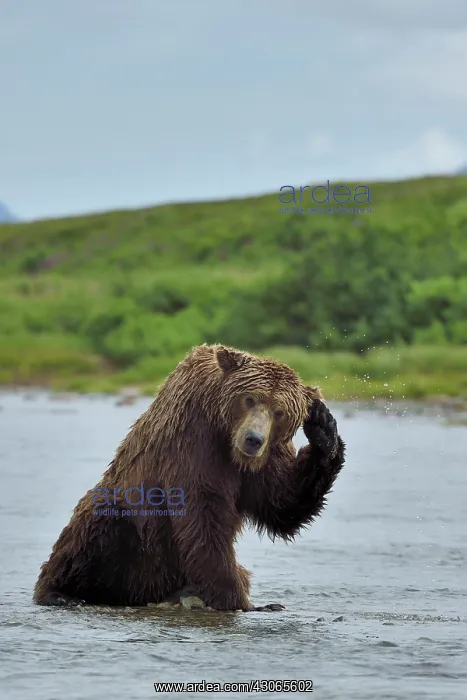 : Grizzly (Ursus arctos horribilis ) fishing, Junction : Grizzly (Ursus arctos horribilis ) fishing, Junction