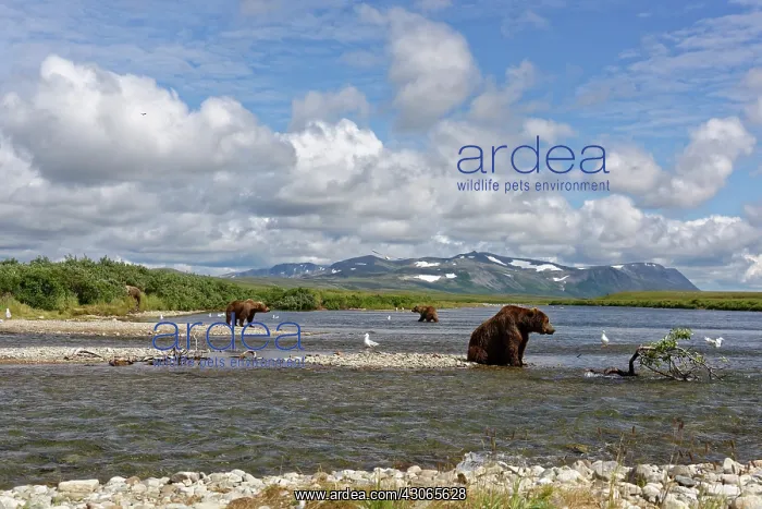 : Grizzly (Ursus arctos horribilis ) fishing, Junction : Grizzly (Ursus arctos horribilis ) fishing, Junction