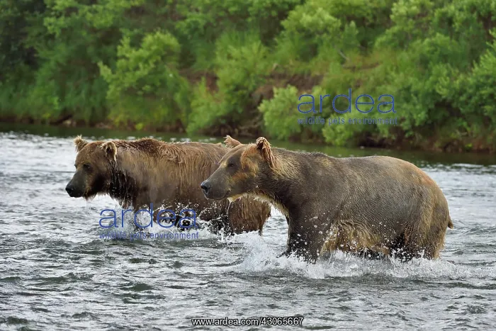 : Grizzly (Ursus arctos horribilis ) fishing, Junction : Grizzly (Ursus arctos horribilis ) fishing, Junction