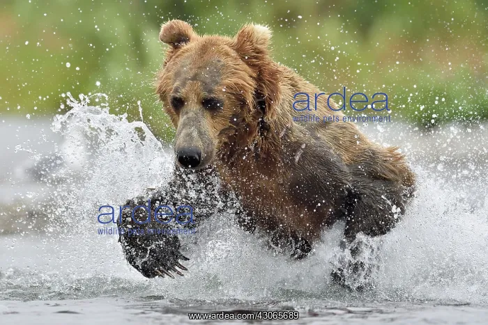  : Grizzly (Ursus arctos horribilis ) fishing, Junction