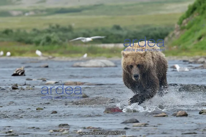 : Grizzly (Ursus arctos horribilis ) fishing, Junction : Grizzly (Ursus arctos horribilis ) fishing, Junction